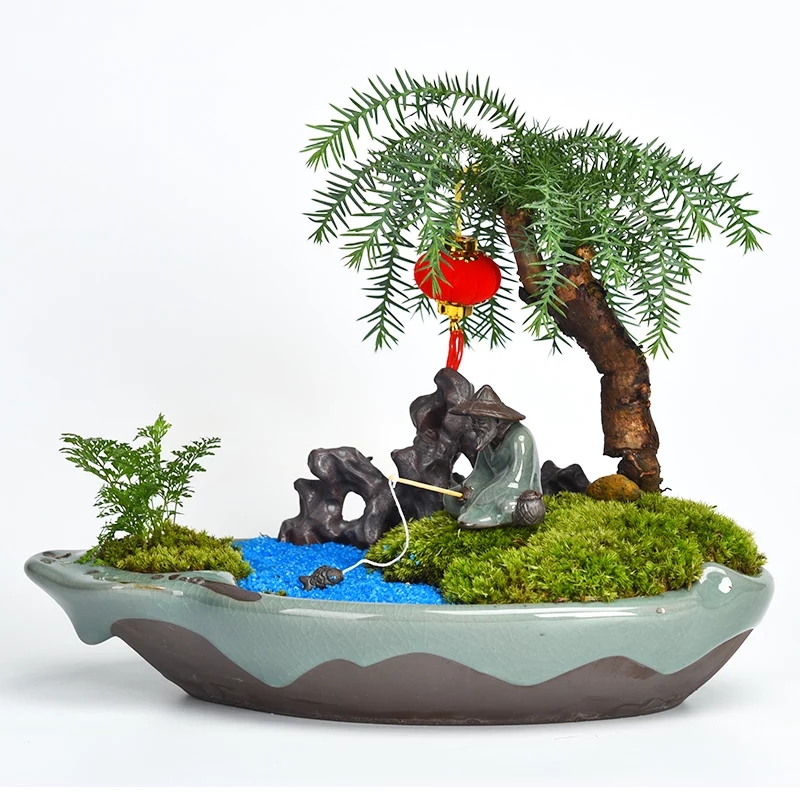 基地綠植類辦公場所室內盆景類齊全均可選擇